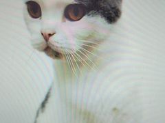 -瑞派动物医院·猫专科·至诚(江南中分院)