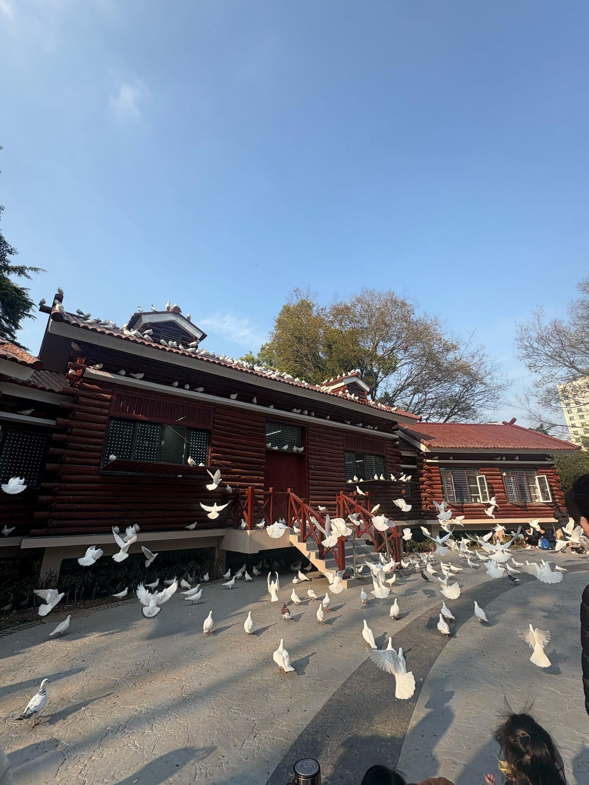 ✅解放公园鸽子🕊️广场回归