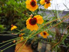 -旅马餐厅(茅家埠店)