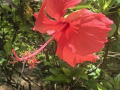 -三亚海棠湾万丽度假酒店