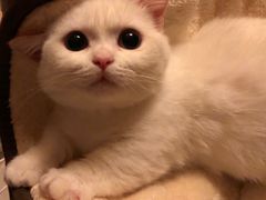 -1013 PET SHOP 宠物商店(近铁城市广场店)