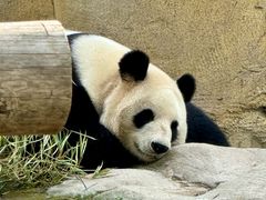 -上海野生动物园