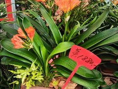 -龙大花卉苗木市场