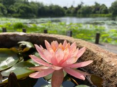-桃花岛景观公园
