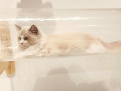 -COLOR PETS 撸猫馆·购猫·猫咖(长风大悦城店)