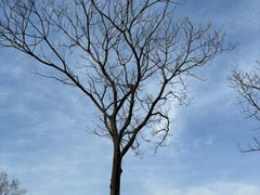 -盘龙城国家考古遗址公园