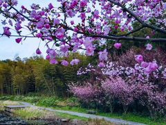 -游子山休闲旅游区