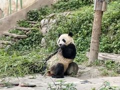 -中国大熊猫保护研究中心雅安碧峰峡基地