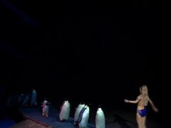 -珠海横琴长隆《卡卡虎奇遇记》