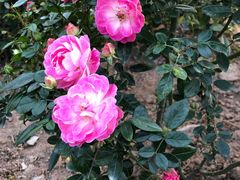 -人民公园(罗湖区)