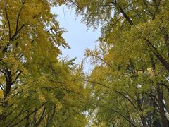 -三里屯东五街银杏大道