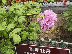 -红螺寺