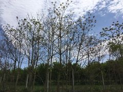 天适樱花悠乐园-天适樱花悠乐园