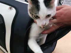 -小叮当动物医院·骨科·眼科