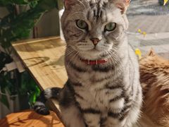 -平行世界·猫咖(首经贸店)