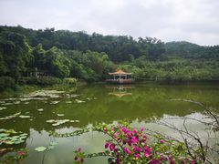 -大屏嶂森林公园