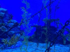 -上海海洋水族馆