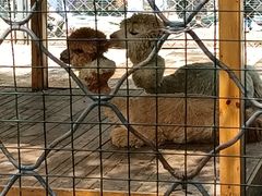 -长白岛森林公园