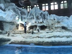 -帝企鹅自助餐厅•儿童岛•真企鹅(长隆企鹅酒店)