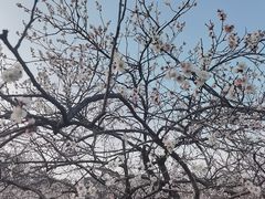 -香雪海