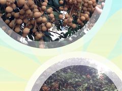-从化深英荔枝黄皮龙眼采摘园