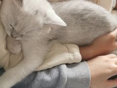 -lincat·猫舍(广州店)
