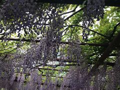 -嘉定紫藤园