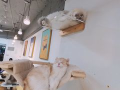 -Heymao猫咖.咖啡厅(东门店)