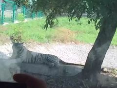 -西安秦岭野生动物园