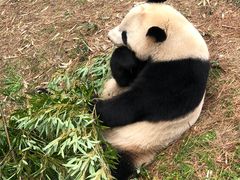 -安吉竹博园