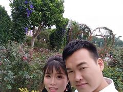 -百万葵园