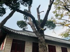 -青岛崂山太清宫
