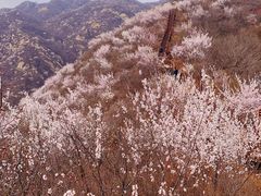 -大岭沟猕猴桃谷风景区