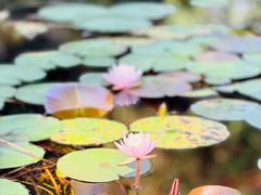 -花溪公园