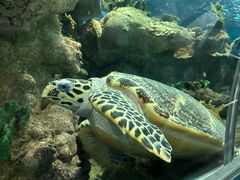 -上海海洋水族馆