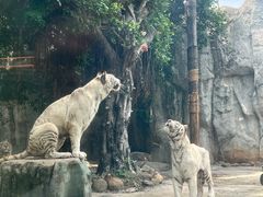 -灵玲国际马戏城