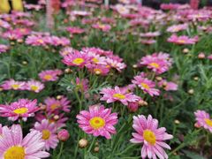 -紫颐香薰山谷景区