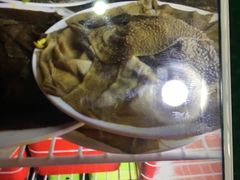 -钢管厂五区小郡肝串串香(通锦桥店)