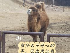 -沈阳森林动物园