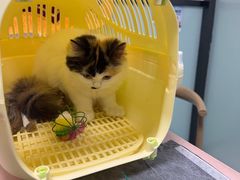 -嘉馨宠物医院·CT影像转诊·心脏科·犬猫全科诊疗中心(下沙大学城院区)