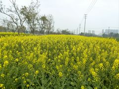 -桤木河湿地公园