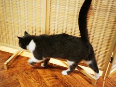 -猫小院猫主题餐厅(三里屯店)