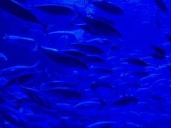 -太平洋海底世界