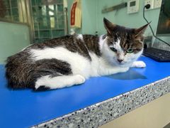 -瑞派申生动物医院·24H夜诊·国际动物医疗中心·骨外科(吴中路店)