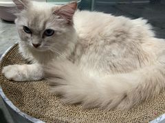 -瞄一喵猫咖(格力海岸店)