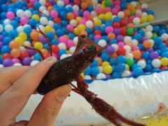 -苏州观园琉苏酒店-168西餐厅