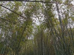 -羚羊峡古栈道森林公园