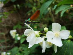 -碓臼峪自然风景区
