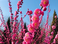 -永定河休闲森林公园