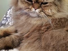 -北京观赏动物医院·24小时大型综合·猫专科·异宠专科